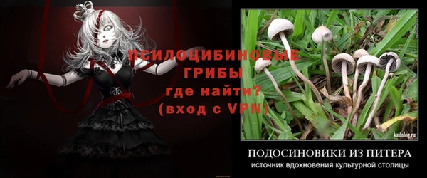 ГАЛЛЮЦИНОГЕННЫЕ ГРИБЫ Новозыбков